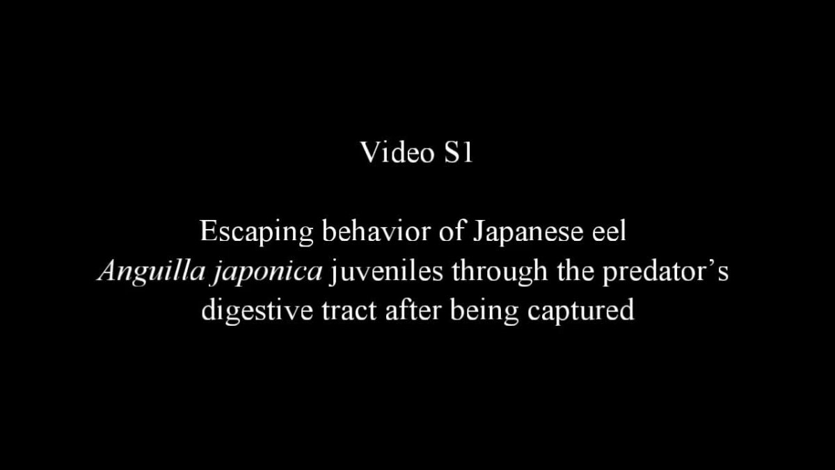 잡아먹힌 뒤 아가미를 통해 물고기 배 속에서 탈출하는 새끼 뱀장어 