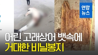 [영상] 폐사한 어린 고래상어 뱃속에 길이 46cm 비닐봉지가?