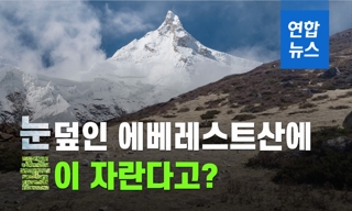 [이슈 컷] 에베레스트산에 풀이 자란다고?…지구온난화 우려 확산