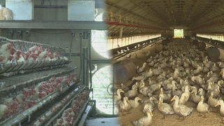 전남지역 닭·오리 3천300마리 폭염으로 폐사