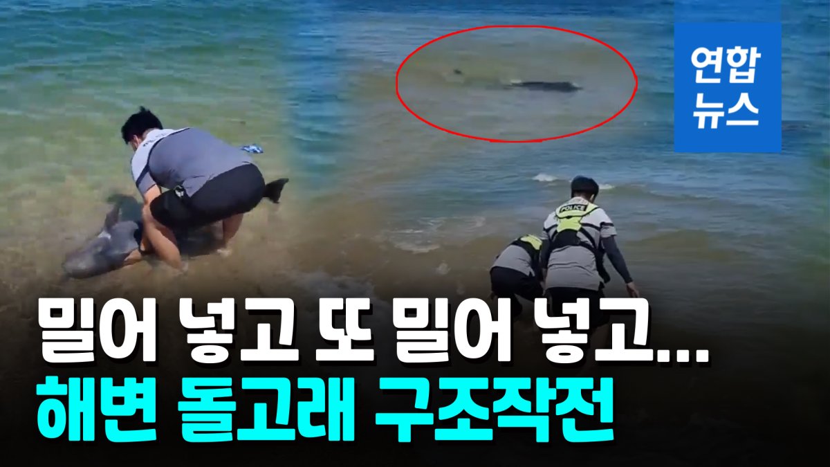 [영상] 밀어 넣으니 또…강원 고성 해변서 밀려나온 돌고래 돌려보내