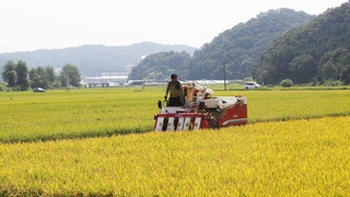 통계청 "올해 쌀 생산량 2% 감소…380만t"