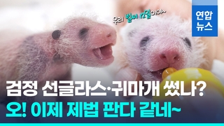  눈·귀 까매지고, 검은 털 숭숭…생후 12일 '이제 어엿한 판다'