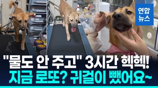 [영상] 피어싱한 채 '헉헉' 3시간 러닝머신…학대 논란 '로또' 지금은?