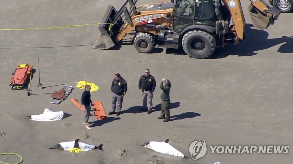 뉴저지 해안에 떠밀려온 돌고래