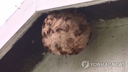 말벌 벌집 (기사와 직접 관련 없는 사진]