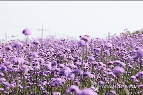 봄에 찾고 싶은 섬은…라벤더 꽃향기 가득한 퍼플섬