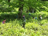 순천 선암사서 10월 6∼7일 야생차문화산업전