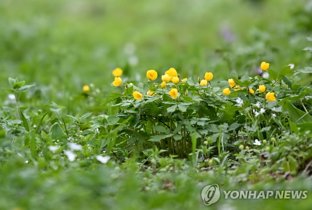 한여름에도 찬바람 솔솔…정선 함백산 만항재 야생화 활짝
