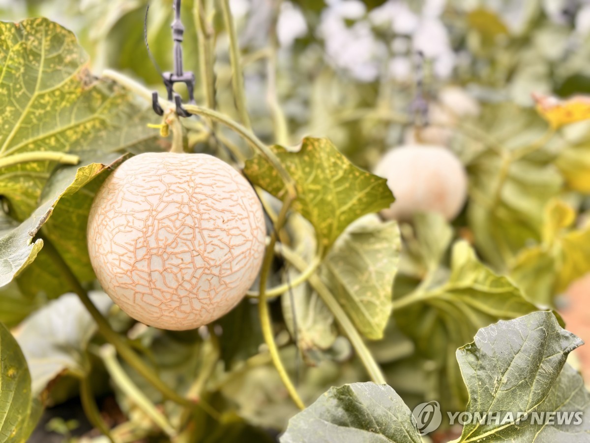 인제 꿀찬멜론
