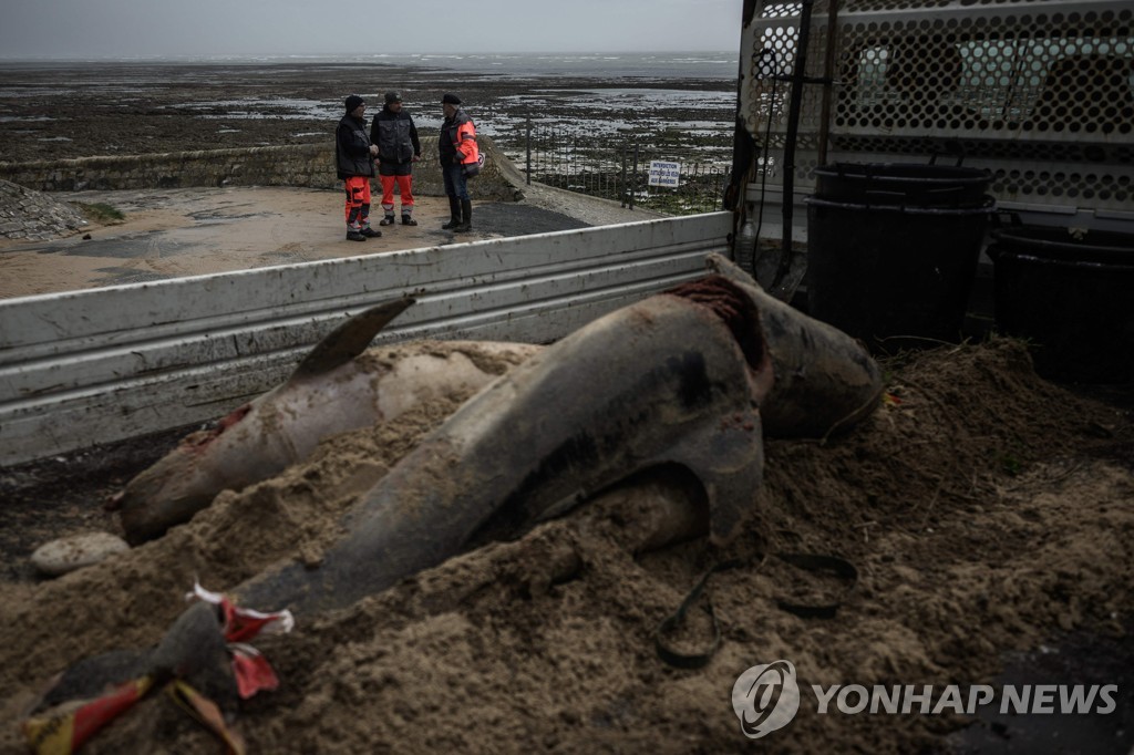 프랑스 해변에서 발견된 돌고래 사체