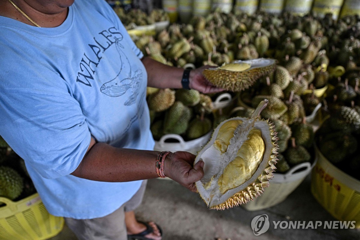 폭염으로 고통받는 태국 두리안 농가