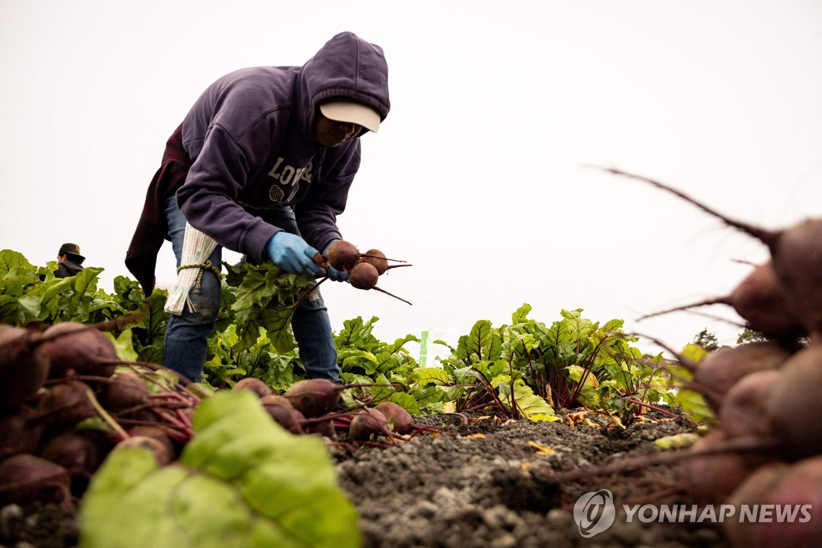 미 캘리포니아에서 비트 수확하는 농장 근로자