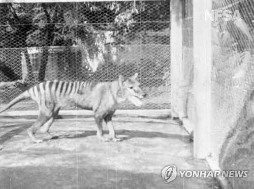 1935년 호주 호바트 동물원의 태즈메이니아 호랑이 