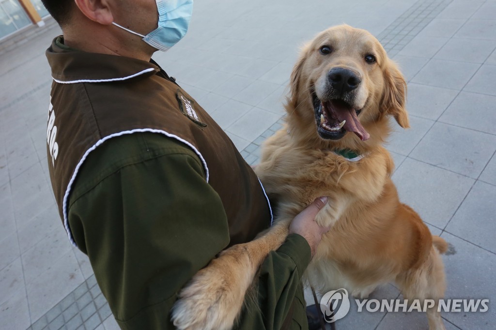 칠레 반려견 훈련 