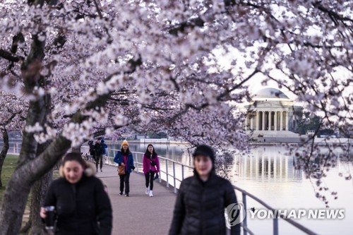 '벚꽃 만개'…美 워싱턴 호수공원에 나들이 나온 시민들