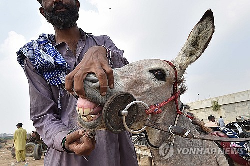 '가죽 무역의 중심'…파키스탄 카라치 당나귀 시장