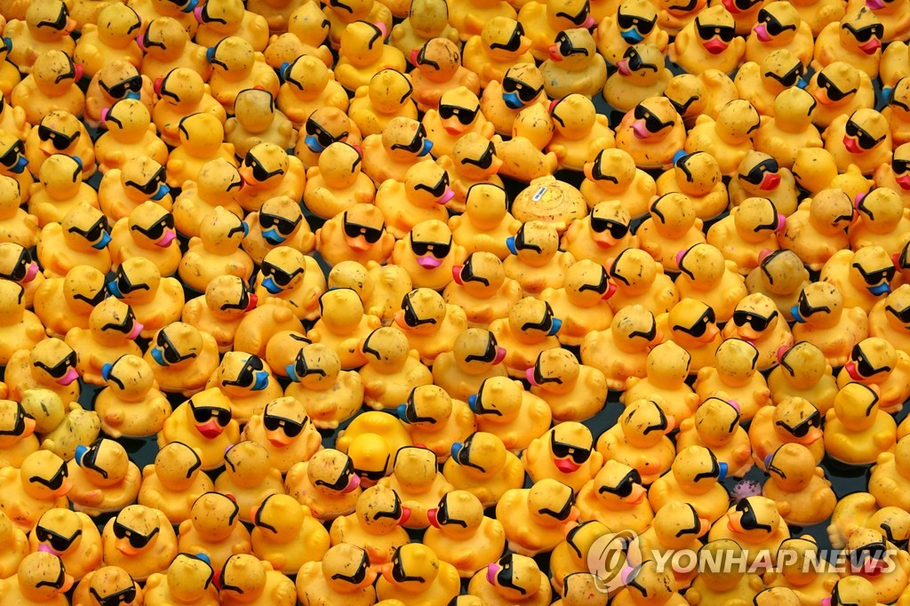 물 반 오리 반…시카고강 가득 채운 오리 장난감 러버덕 | 연합뉴스