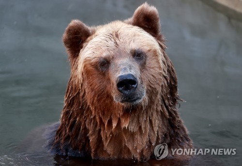 伊식당 '곰 고기' 메뉴 등장에 "도덕적 범죄" 동물보호가들 경악