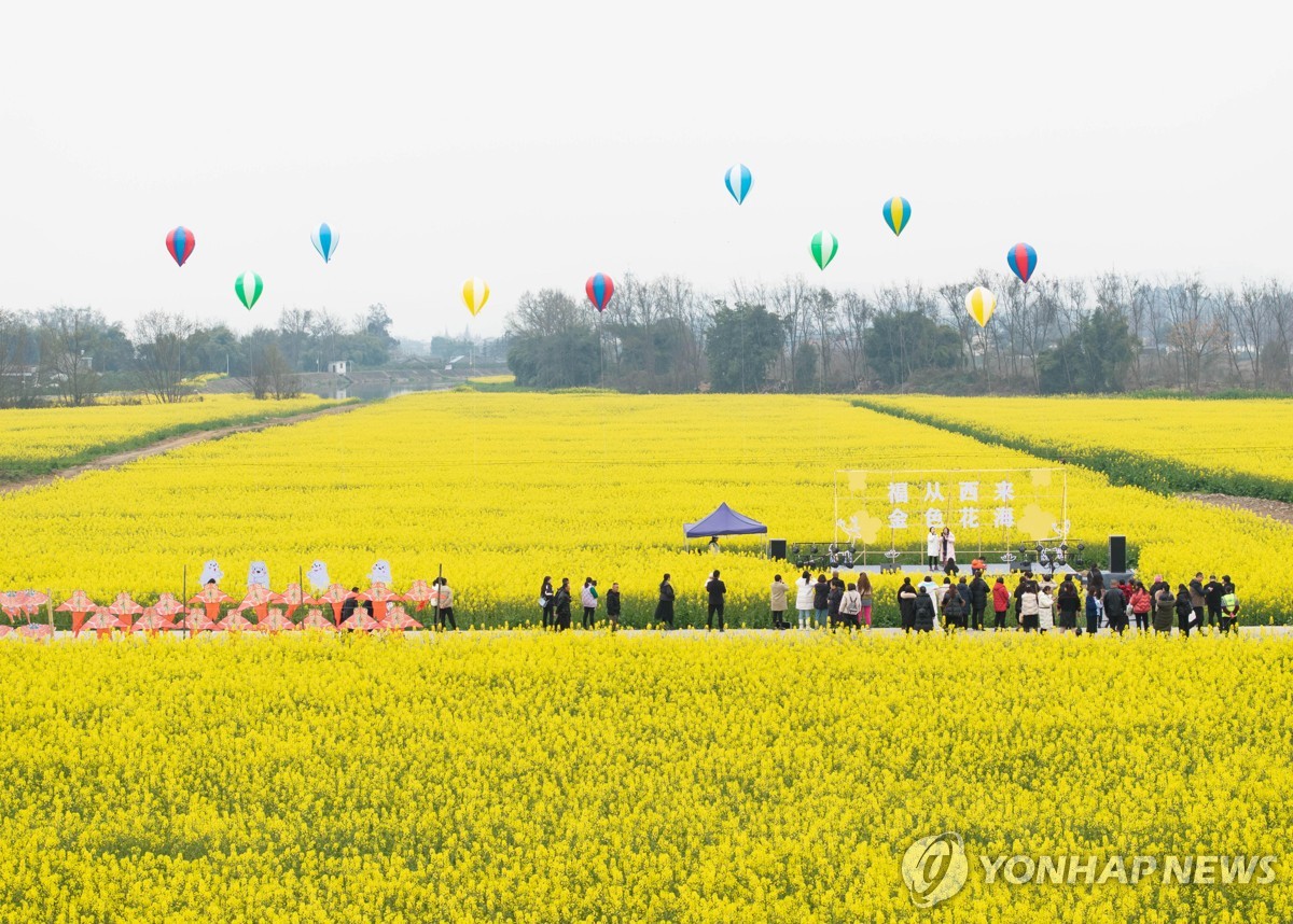 중국 유채밭