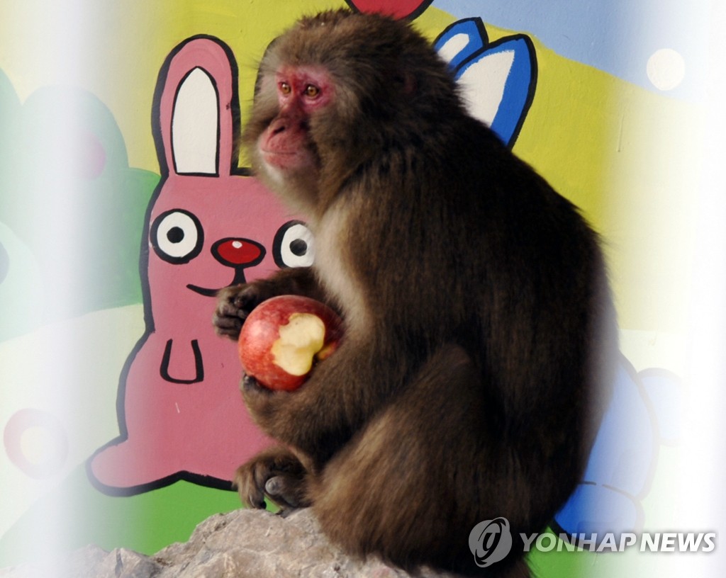 새해엔 가학산의 명물 원숭이 해남이 보러 오세요 | 연합뉴스