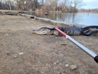 미국 뉴욕 브루클린 도심 공원서 악어 발견…주민들 '화들짝'