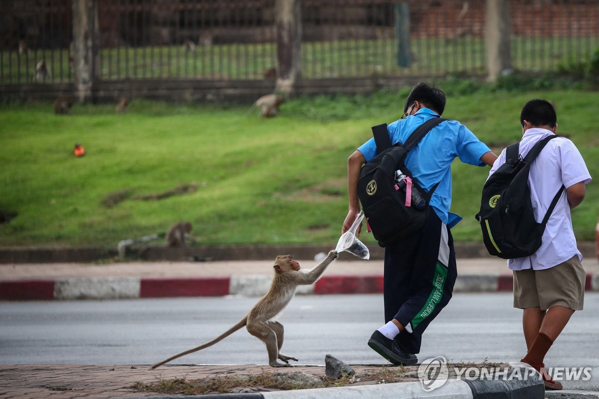 태국 '원숭이 도시'에서 학생 음식을 뺏으려는 원숭이