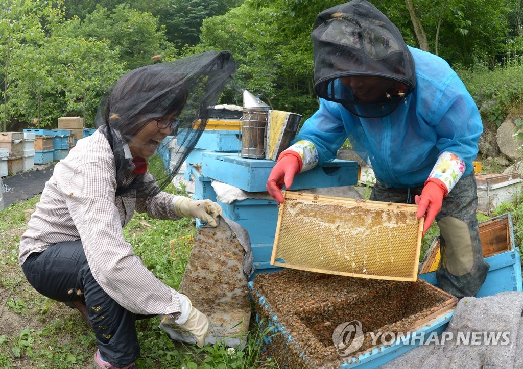 경기도 양봉농가 '꿀벌 질병' 지난해보다 4배 증가 - 1