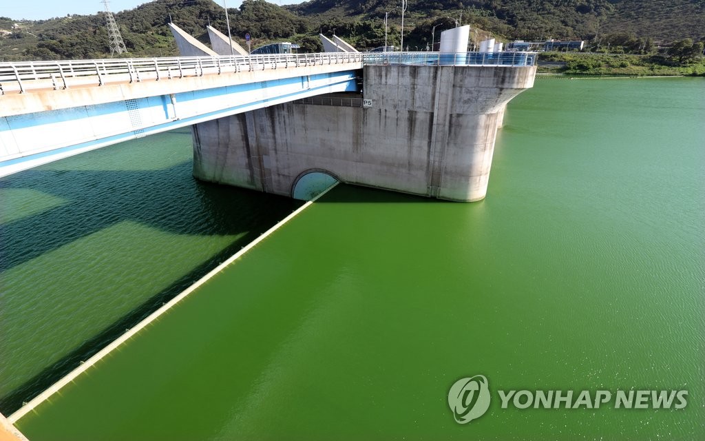 '초록빛' 낙동강 [연합뉴스 자료사진]