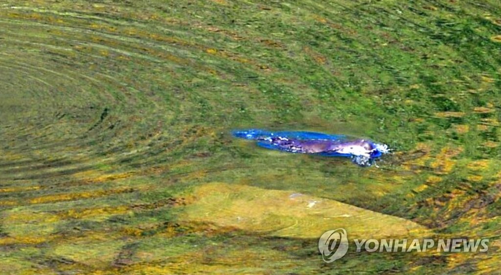 화천서 포착된 천연기념물 수달 | 연합뉴스
