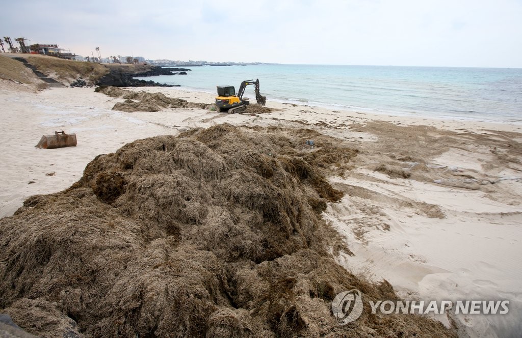 제주 해안에 또 밀려온 괭생이 모자반[연합뉴스 자료사진]
