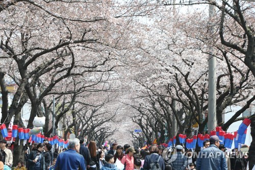 "꽃비 내리는 황홀한 장관" 제주왕벚꽃축제 29일 개막