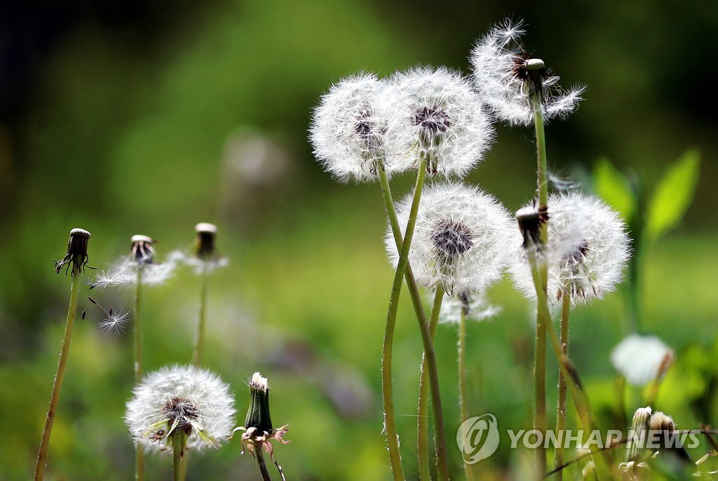 민들레 홀씨 되어 봄날은 간다 | 연합뉴스