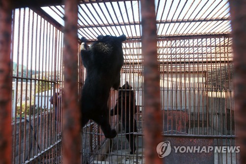 "웅담 채취용 곰 526마리 철창에 방치…체계적 관리 필요"