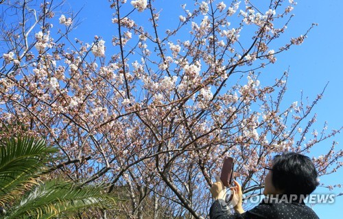 Flores de cerezo en Jeju