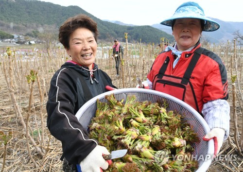 Harvesting fatsia shoots