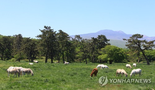 '때 이른 더위' 전국 축제장 북적…유명 사찰에도 인파