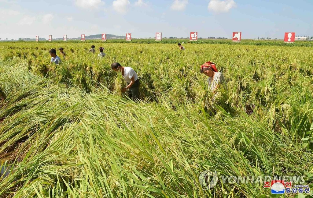 This undated photo, released by North Korea's official Korean Central News Agency on Sept. 9, 2019, shows farmers picking up fallen rice at a paddy after the powerful Typhoon Lingling passed through the Korean Peninsula on Sept. 7. (For Use Only in the Republic of Korea. No Redistribution) (Yonhap)