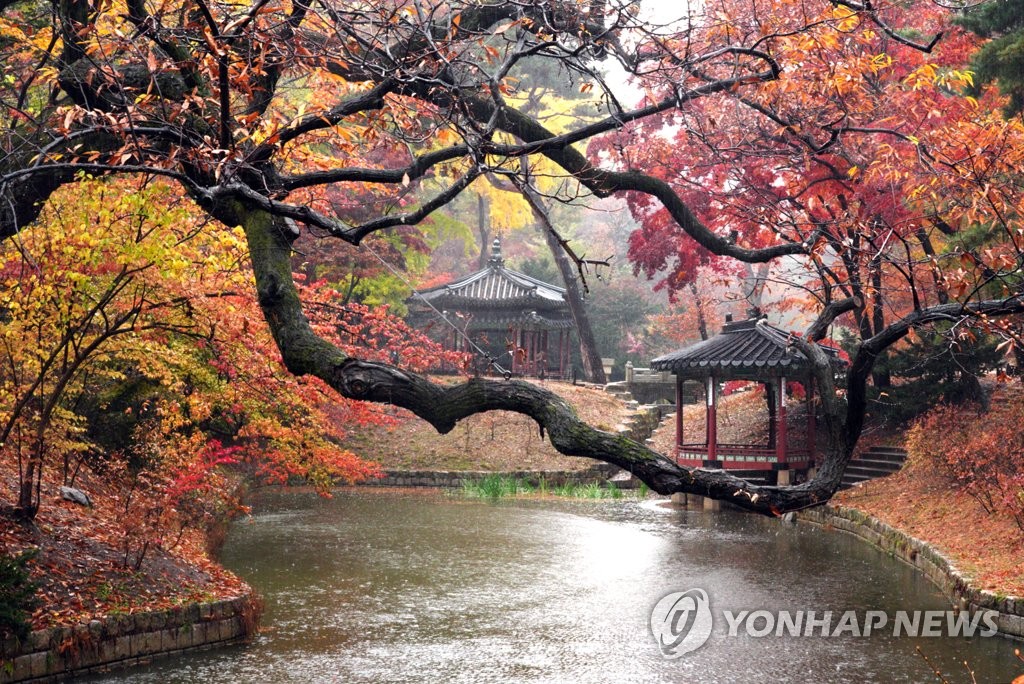 Otoño lluvioso en el jardín real | AGENCIA DE NOTICIAS YONHAP