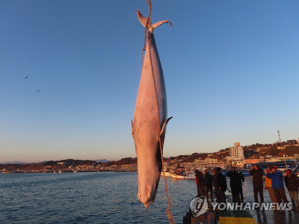 ミンククジラ水揚げ | 聯合ニュース