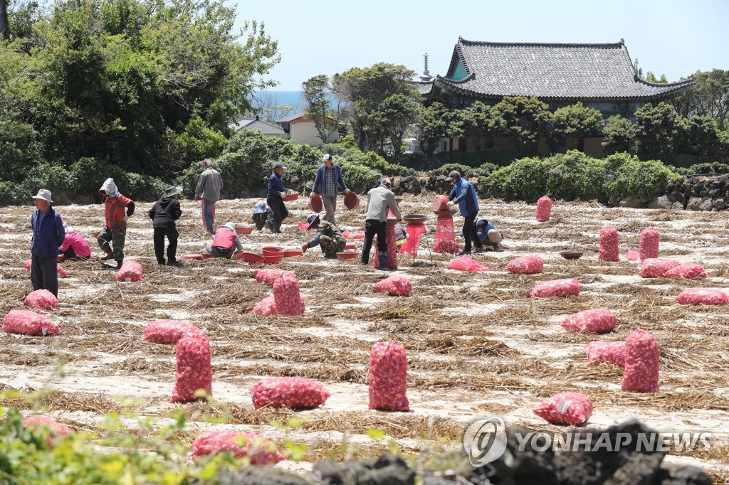 제주 마늘 수확
