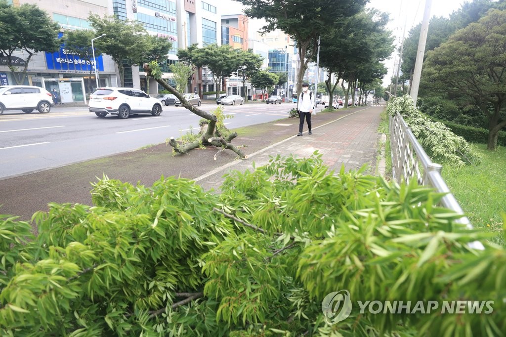 강풍에 쓰러진 가로수