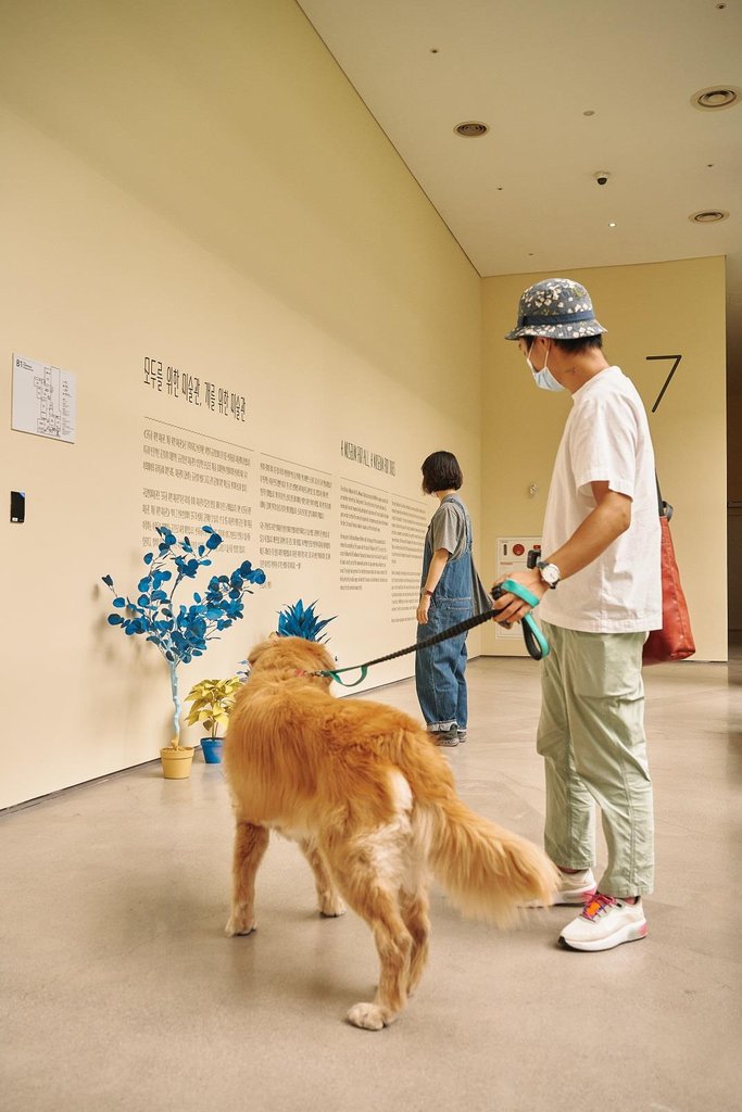 This photo provided by MMCA on Sept 21, 2020, shows the venue of a special canine-themed exhibition titled "A Museum For All, A Museum For Dogs" at the museum's gallery in Seoul. (PHOTO NOT FOR SALE) (Yonhap) 