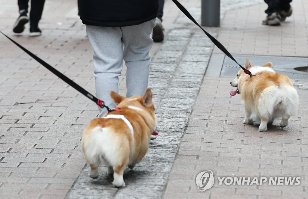 This file photo shows pet dogs on a walk in Myeongdong, downtown Seoul, on Jan. 31, 2021. (Yonhap)