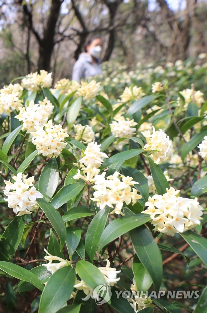 White daphne in bloom | Yonhap News Agency