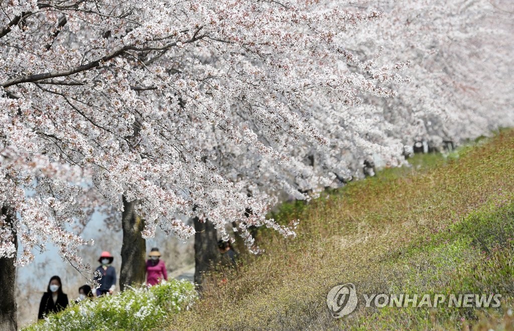 桜満開の散策路 聯合ニュース