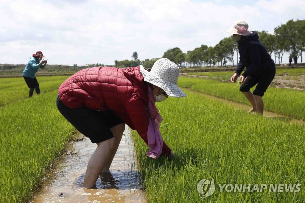 평양 협동농장에서 모내기 하는 북한 농민들