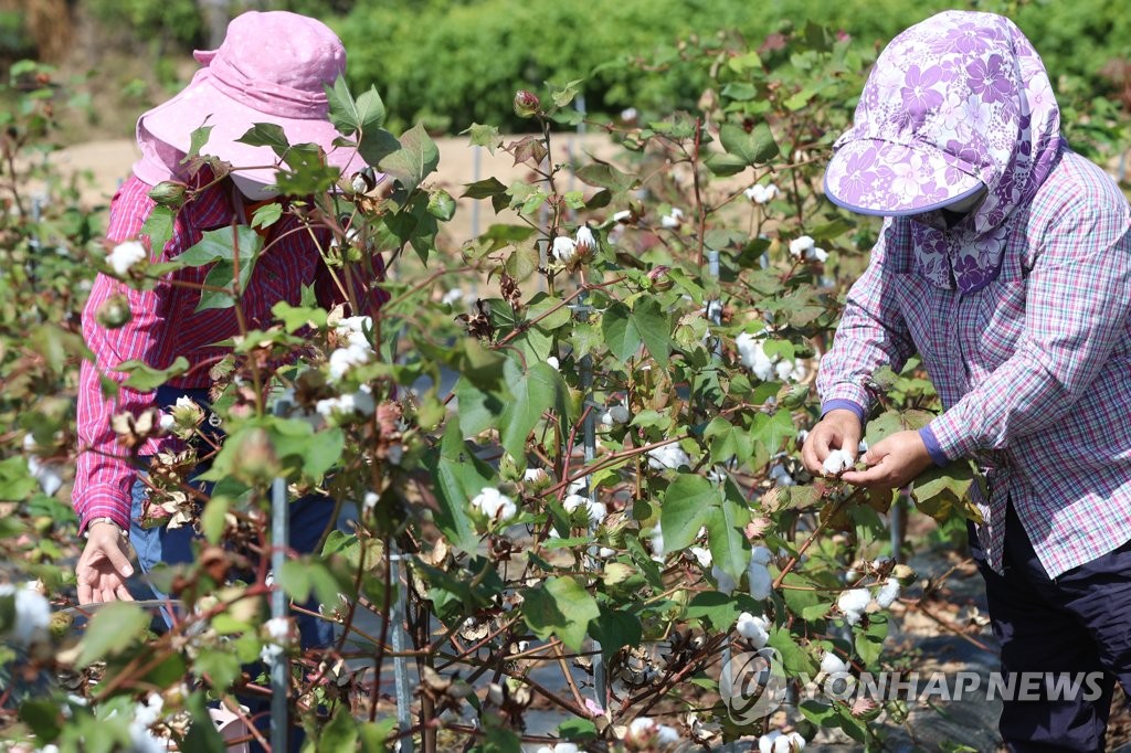 綿花を収穫 聯合ニュース