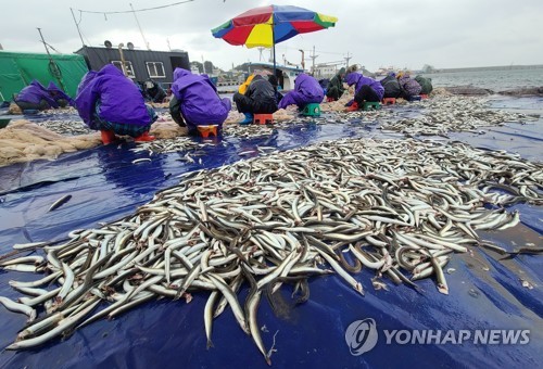 속초항 양미리 조업 종료…어획량 부진 속 어획고는 증가