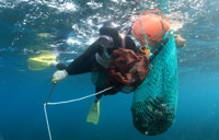  아열대 어종·산호류 급증 화려해진 제주 바다의 그늘 '사막화'